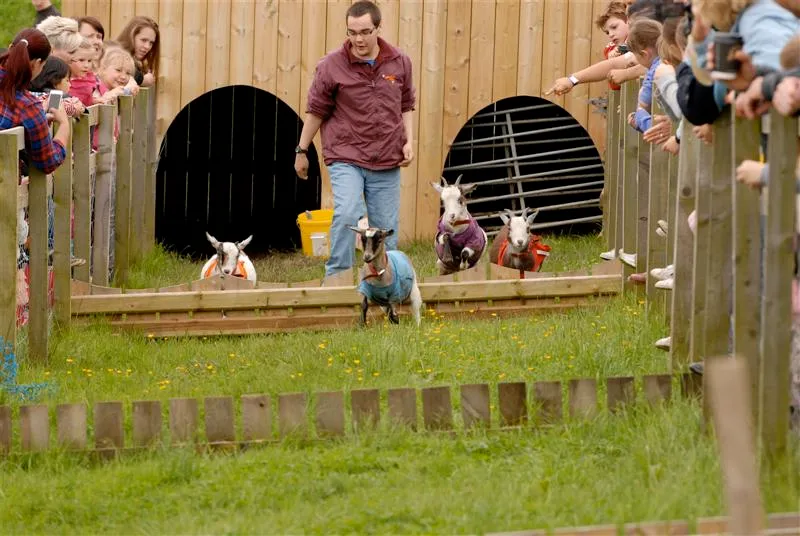 Goat Racing at Adventure Valley